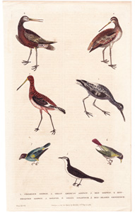 1. Cinereous Godwit  2. Great American Godwit  3. Red Godwit  4. Red-breasted Godwit  5. Gojaver  6. Green Goldfinch  7. Red-headed Greenfinch 